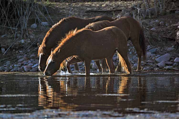 mustangs